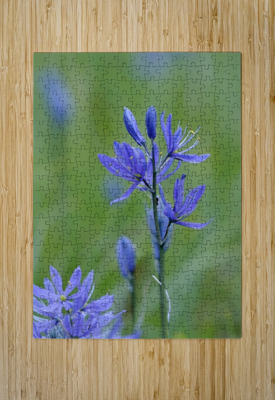 Common Camas Camassia quamash Cowichan Garry Oak Preserve Cowichan Valley Vancouver Island British Columbia. Kevin Oke Puzzle printing