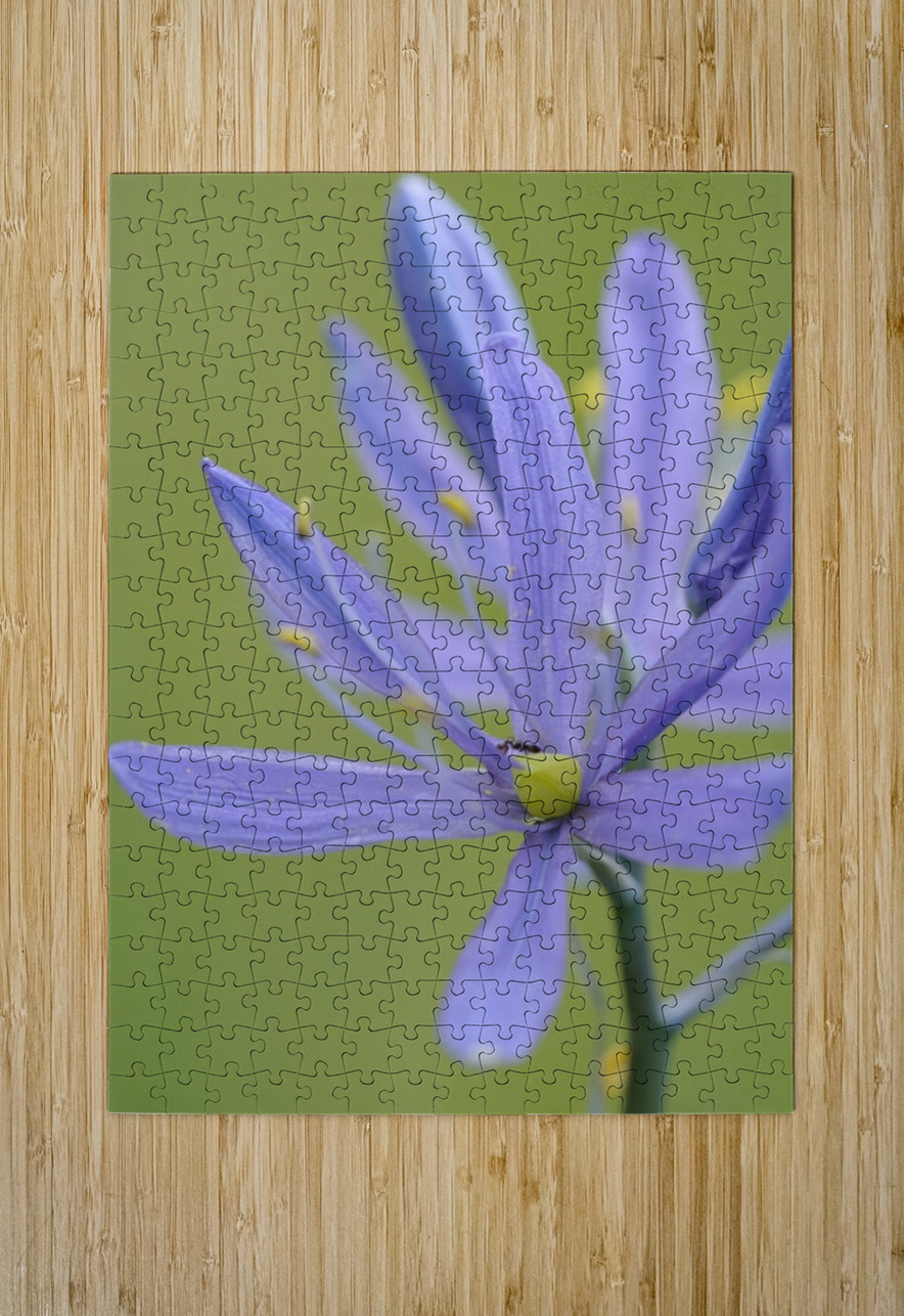 Common Camas Camassia quamash Cowichan Garry Oak Preserve Cowichan Valley Vancouver Island British Columbia. Kevin Oke Puzzle printing