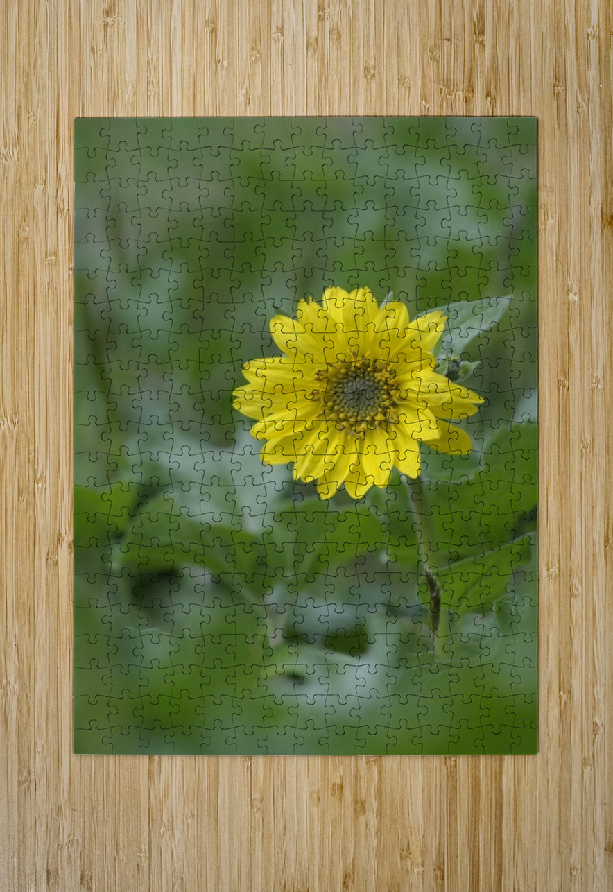Deltoid Balsamroot Balsamorhiza deltoidea Cowichan Valley Vancouver Island British Columbia Canada Kevin Oke Puzzle printing