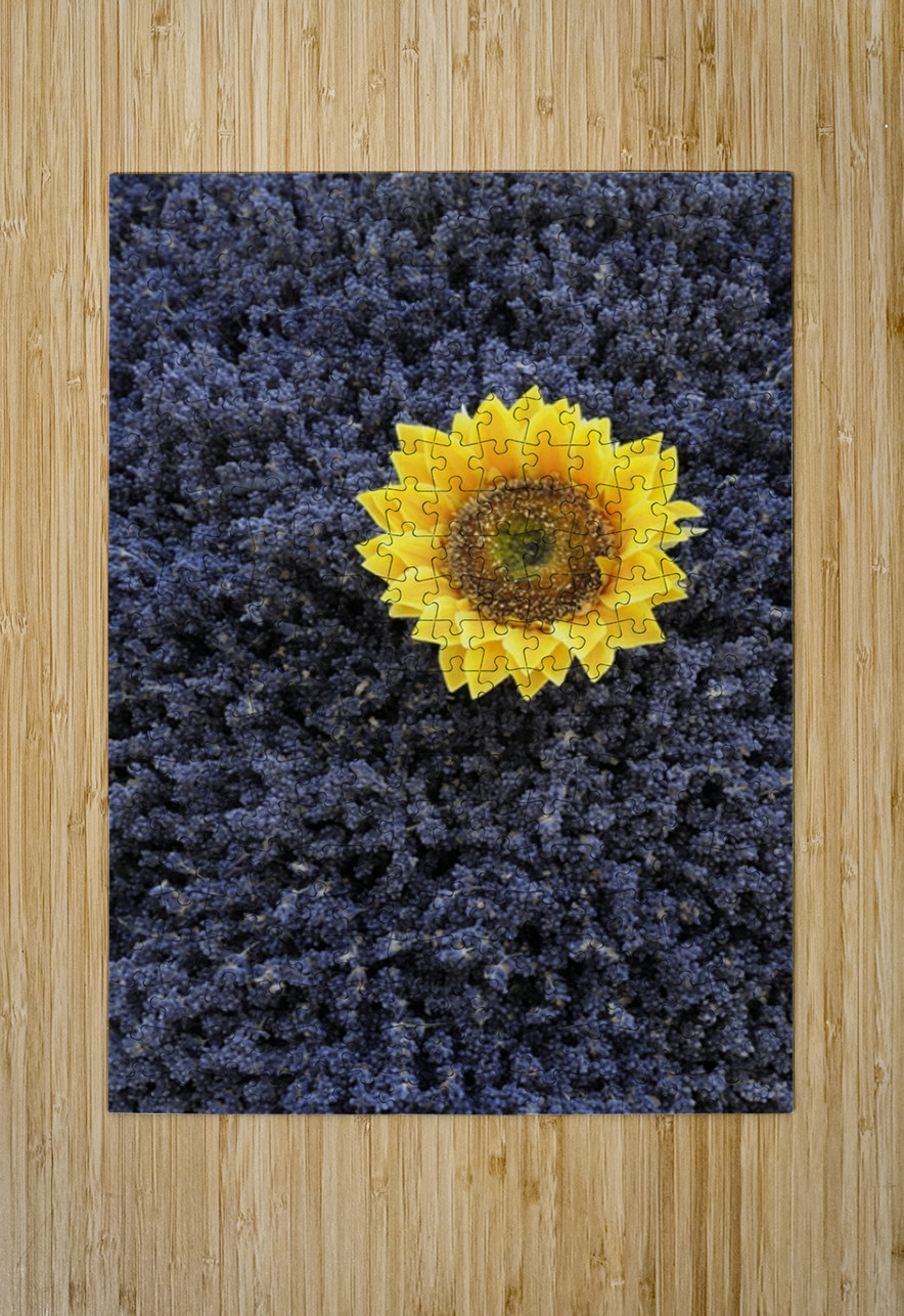 Dried sunflower with lavender flowers Kevin Oke Puzzle printing