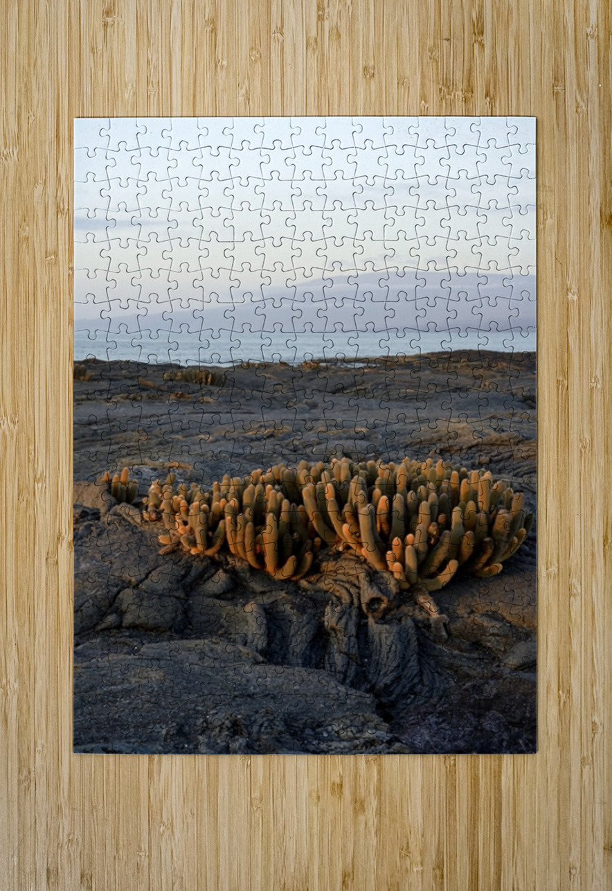 Lava Cactus Brachycereus nesioticus Punta Espinosa Fernandina Island Galapagos Islands Ecuador Kevin Oke Puzzle printing