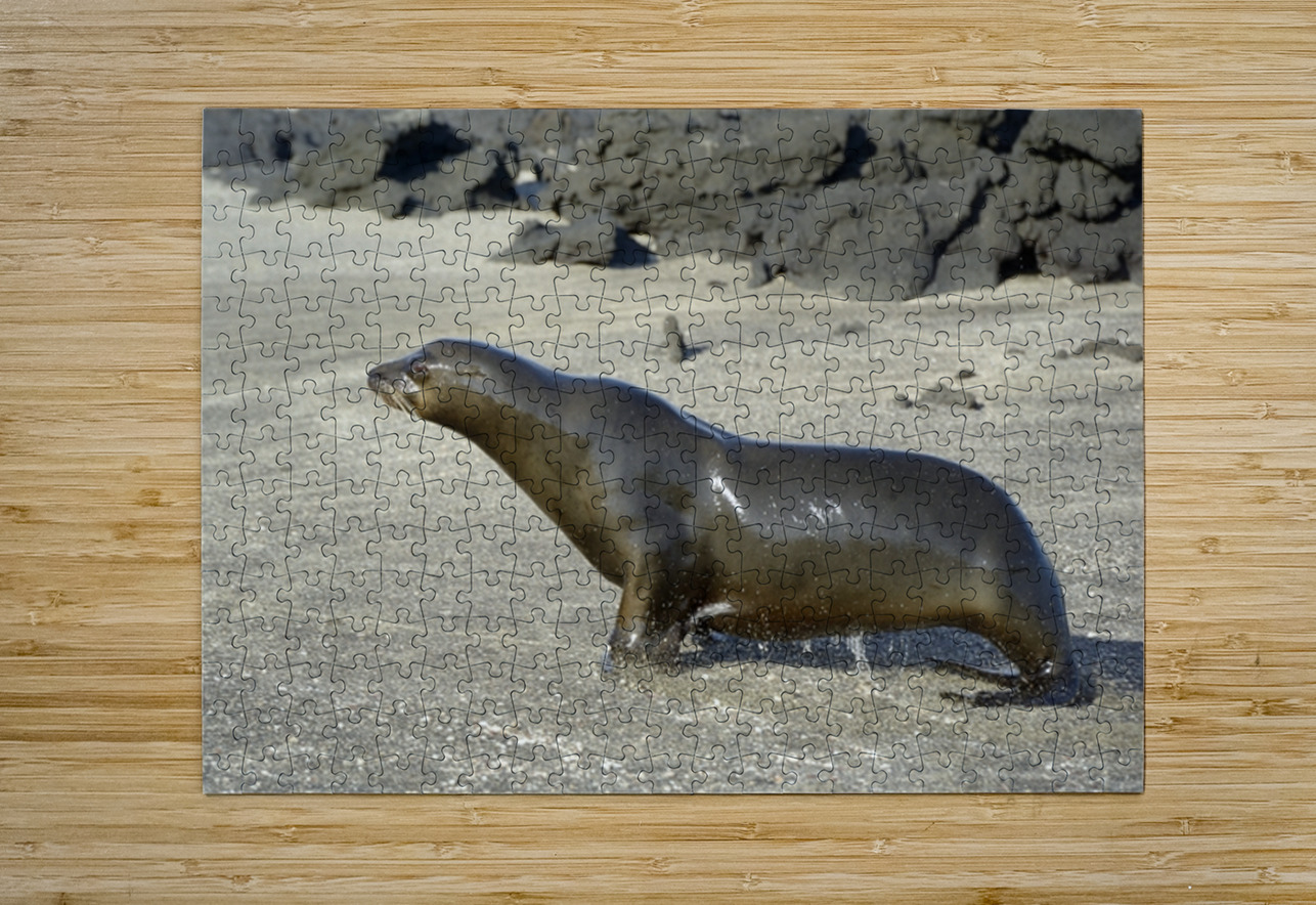 Galapagos sea lion male charging Punta Espinosa Fernandina Island Galapagos Islands Ecuador Kevin Oke Puzzle printing