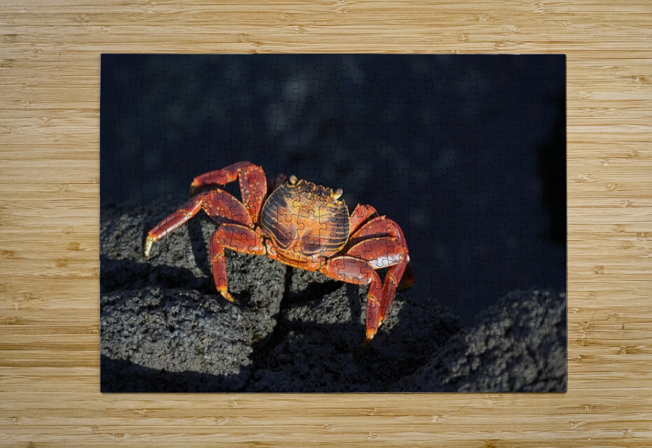 Sally Lightfoot crab Grapsus grapsus on black lava Punta Espinosa Fernandina Island Galapagos  Islands Ecuador Kevin Oke Puzzle printing