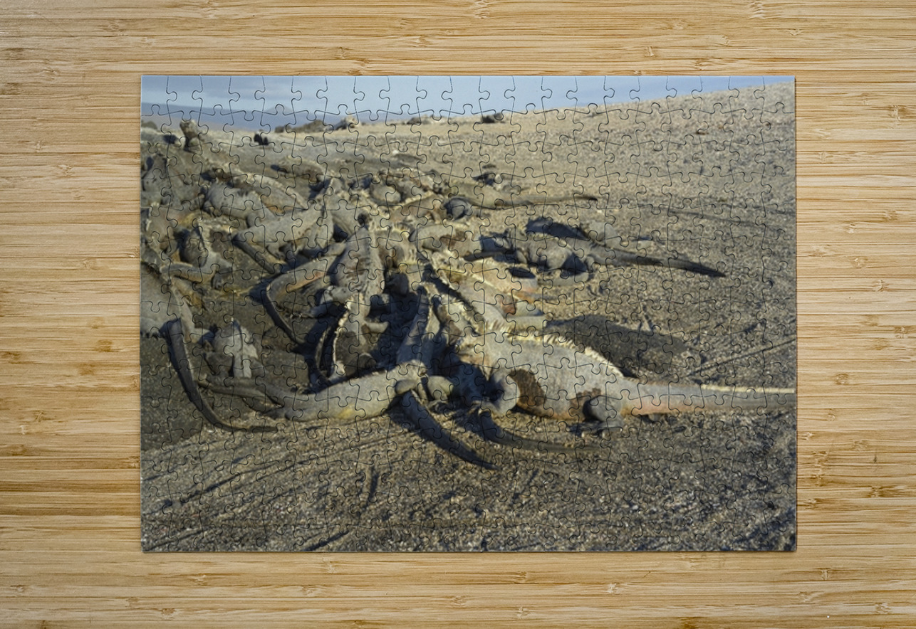 Group of Marine Iguanas Punta Espinosa Fernandina Island Galapagos Islands Ecuador Kevin Oke Puzzle printing
