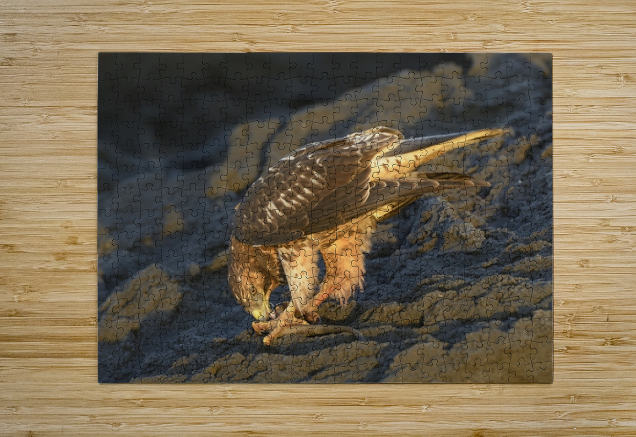 Galapagos Hawk Buteo galapagoensis eating a marine iguana Punta Espinosa Fernandina Island Galapagos Islands Ecuador
 Kevin Oke Puzzle printing