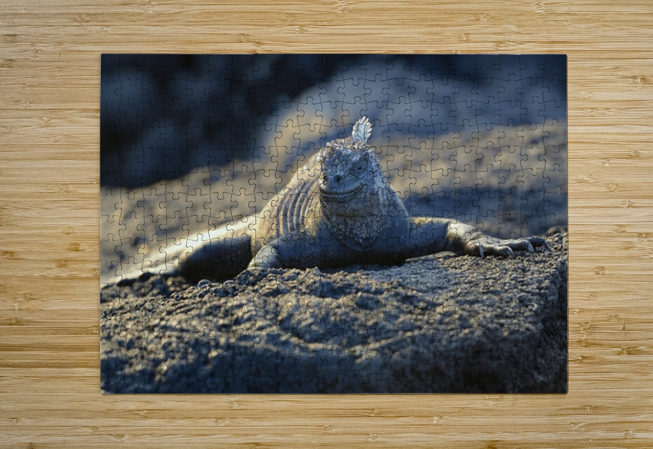Marine Iguana at sunset Amblyrhynchus cristatus Punta Espinosa Fernandina Island Galapagos Islands Ecuador Kevin Oke Puzzle printing