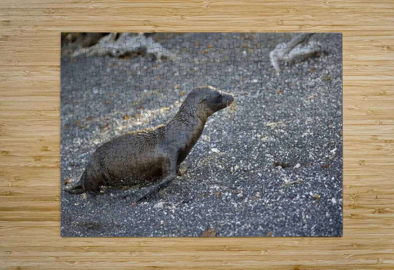 Galapagos sea lion Zalophus californianus wollebaeki juvenile Punta Espinosa Fernandina Island Galapagos Islands Ecuador
 Kevin Oke Puzzle printing