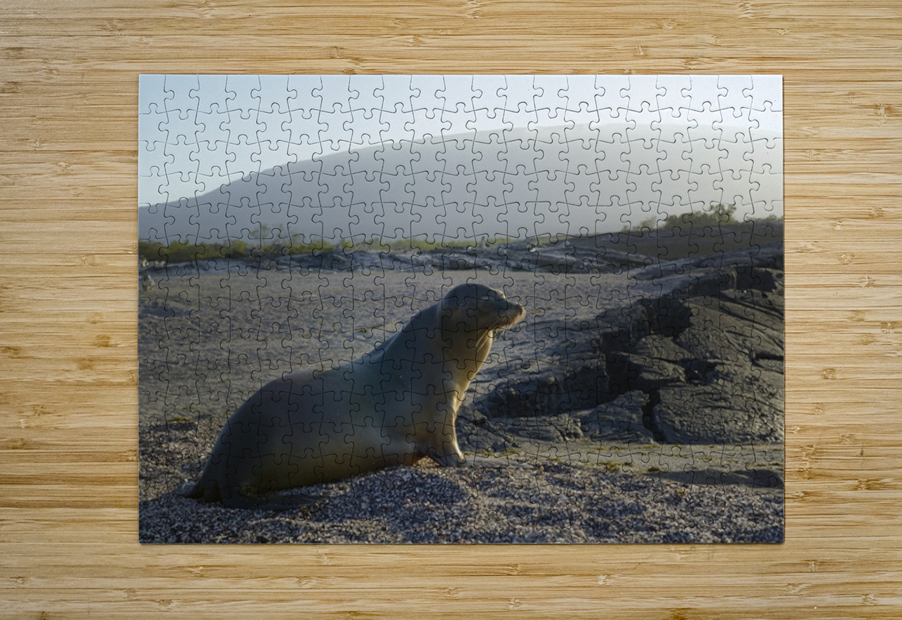 Galapagos sea lion Zalophus wollebaeki backlit Punta Espinosa Fernandina Island Galapagos Islands Ecuador Kevin Oke Puzzle printing