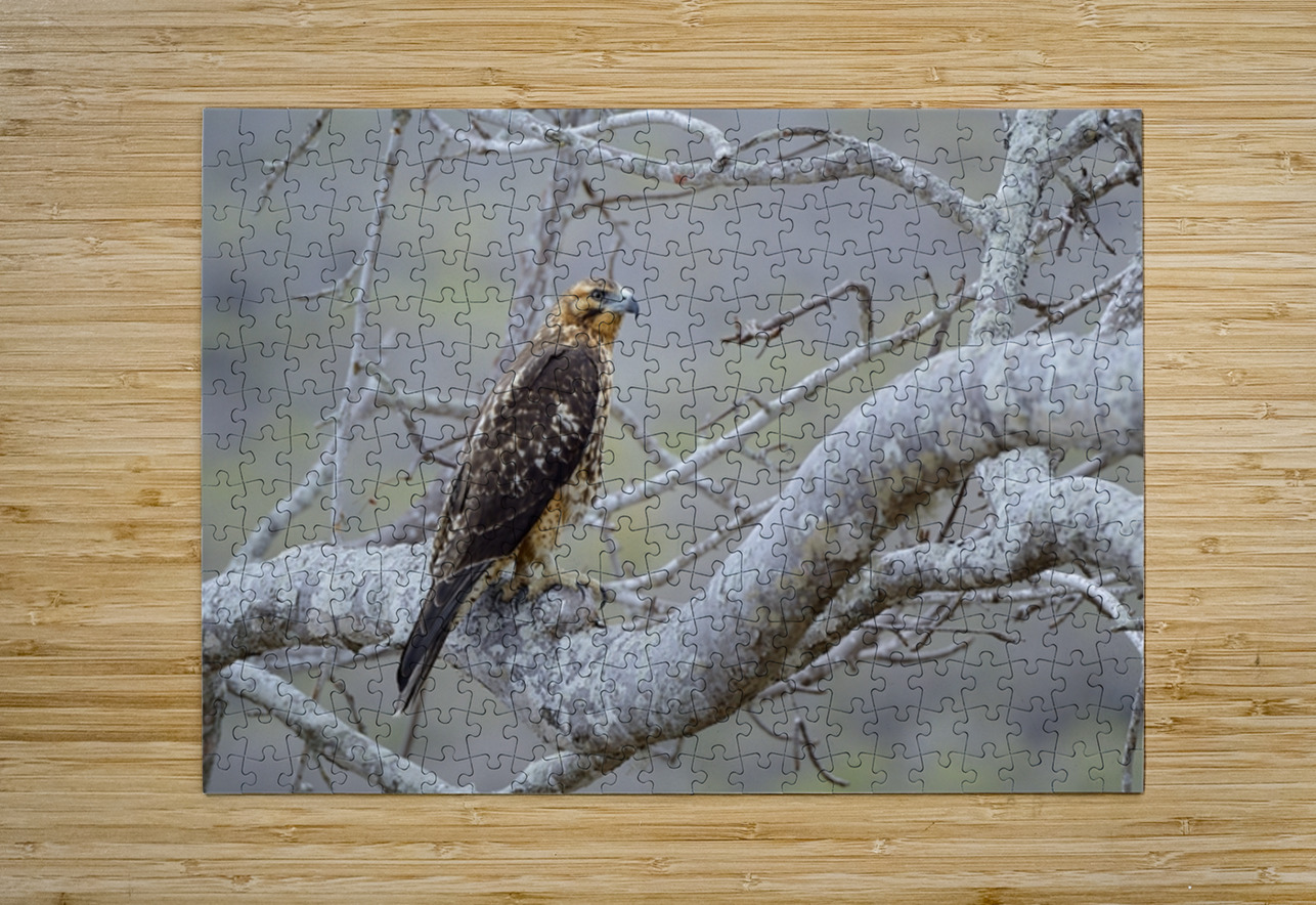 Galapagos Hawk Buteo galapagoensis Santiago Island Galapagos Islands Ecuador
 Kevin Oke Puzzle printing
