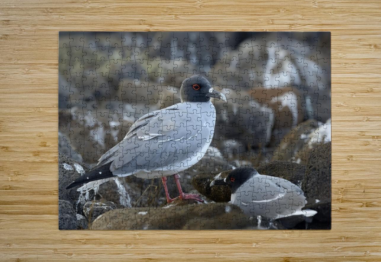 Swallow tailed Gulls Creagrus furcatus North Seymour Island Galapagos Islands Ecuador
 Kevin Oke Puzzle printing