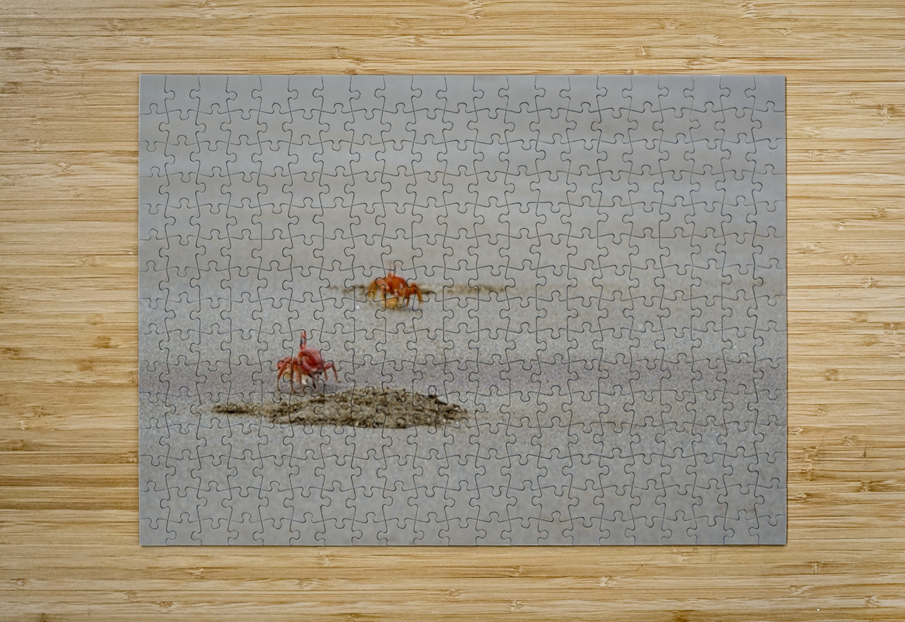 Ghost crabs Ocypode Gaudichaudii and burrows on Espumilla Beach Santiago Island Galapagos Islands Ecuador
 Kevin Oke Puzzle printing