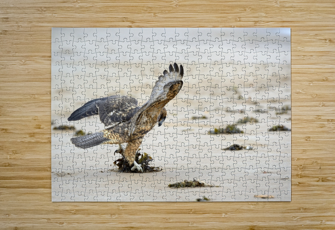 Galapagos Hawk Buteo galapagoensis landing on Espumilla Beach Santiago Island Galapagos Islands Ecuador
 Kevin Oke Puzzle printing