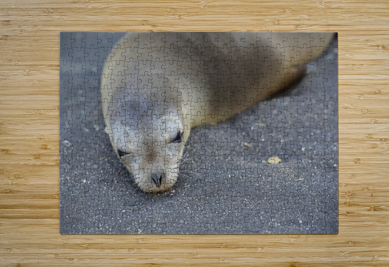 Galapagos sea lion Zalophus wollebaeki Puerto Egas Santiago Island Galapagos Islands Ecuador Kevin Oke Puzzle printing