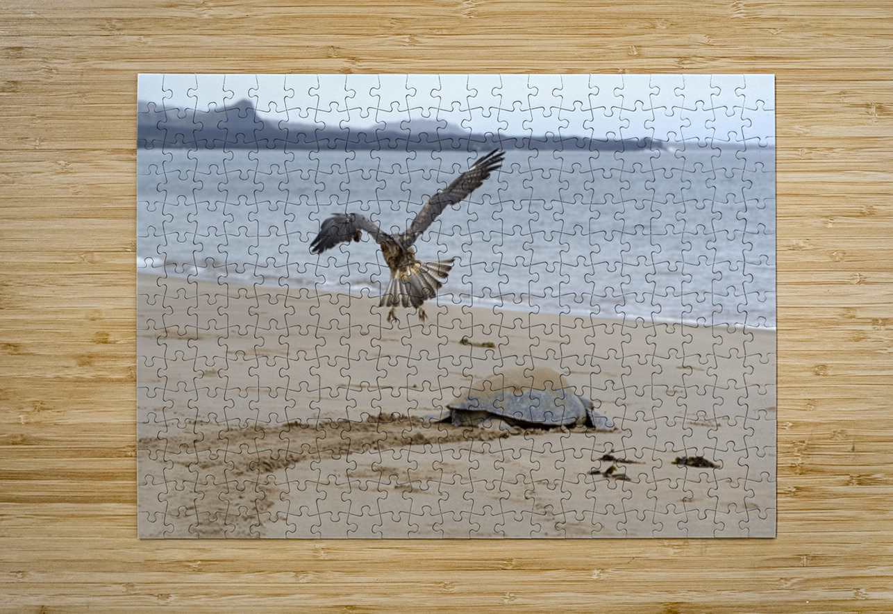 Galapagos Hawk Buteo galapagoensis flying above a Galapagos green turtle Playa Espumilla Santiago Island Galapagos Islands Ecuador
 Kevin Oke Puzzle printing