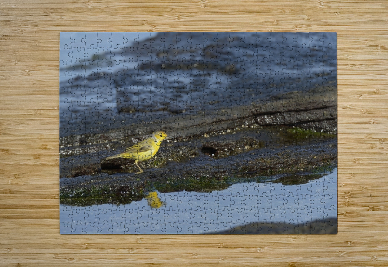 Yellow Warbler Dendroica petechia aureola Puerto Egas Santiago Island Galapagos Islands Ecuador
 Kevin Oke Puzzle printing