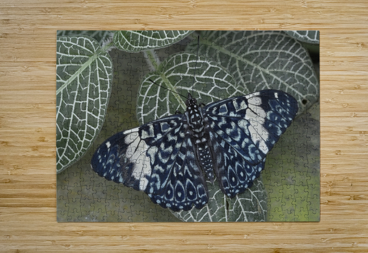 Hamadryas amphinome butterfly at the La Selva Jungle Lodge  Amazon Ecuador Kevin Oke Puzzle printing