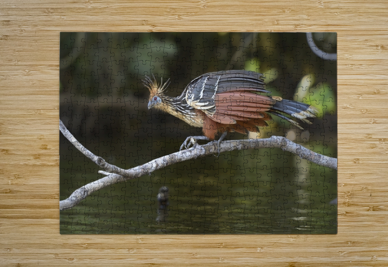 Hoatzin Opisthocomus hoazin on a branch over Lake Garzacocha La Selva Jungle Eco Lodge Amazon Basin Ecuador
 Kevin Oke Puzzle printing