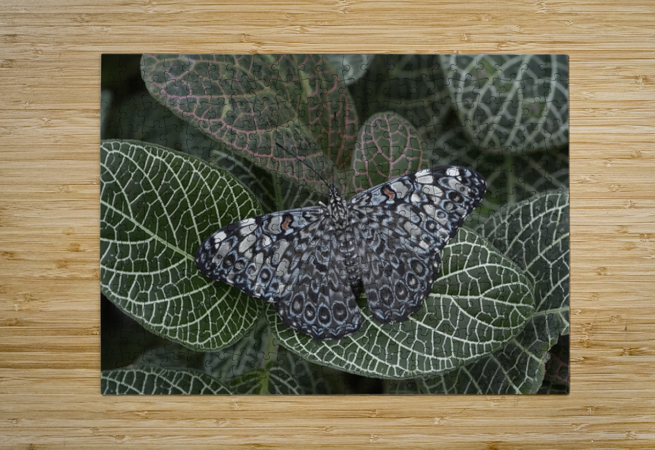 Feronia Cracker  Butterfly Hamadryas feronia Amazon Ecuador Kevin Oke Puzzle printing