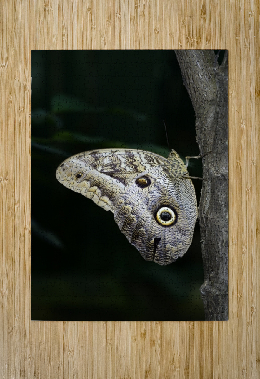 Owl butterfly Caligo idomeneus at the La Selva Jungle Lodge  Amazon Ecuador Kevin Oke Puzzle printing