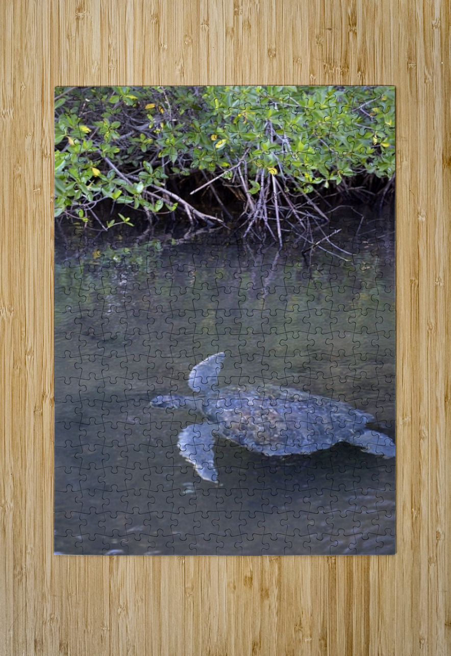 Galapagos green turtle Chelonia mydas agassisi Elizabeth Bay Isabela Island Galapagos Islands Ecuador Kevin Oke Puzzle printing