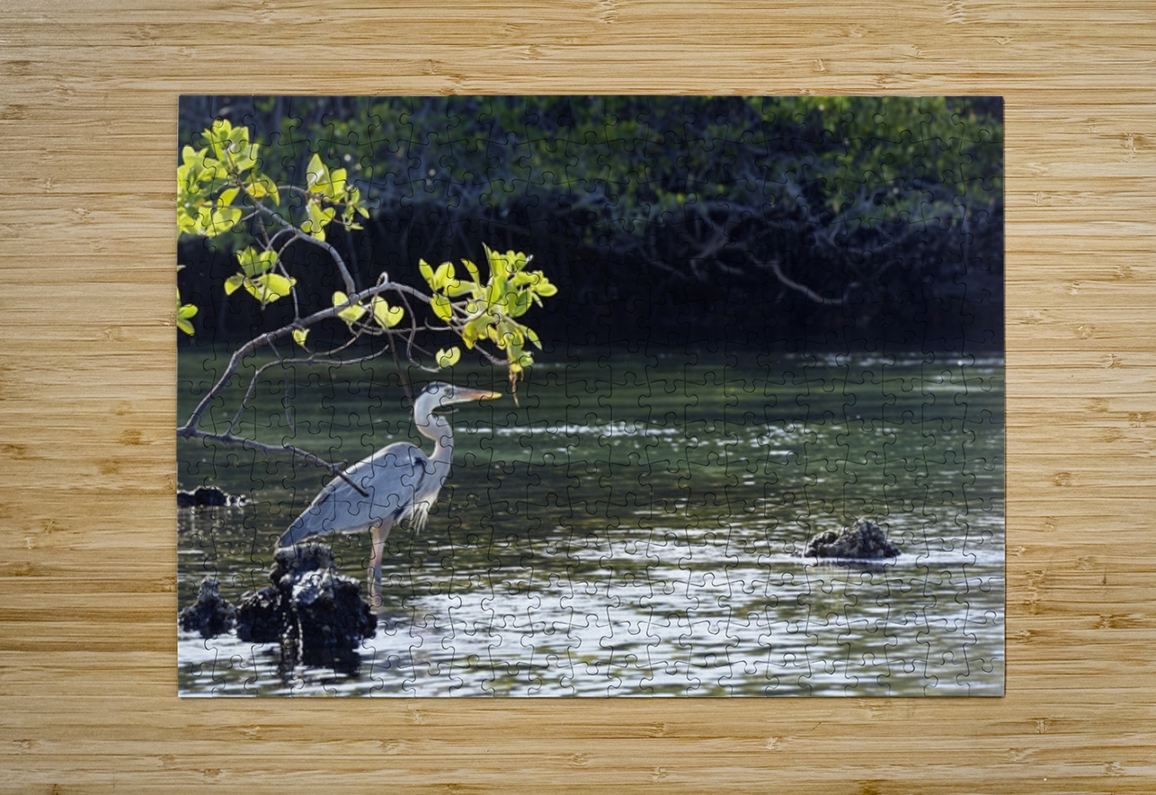 Great Blue Heron Ardea herodias Elizabeth Bay Isabela Island Galapagos Islands Ecuador Kevin Oke Puzzle printing