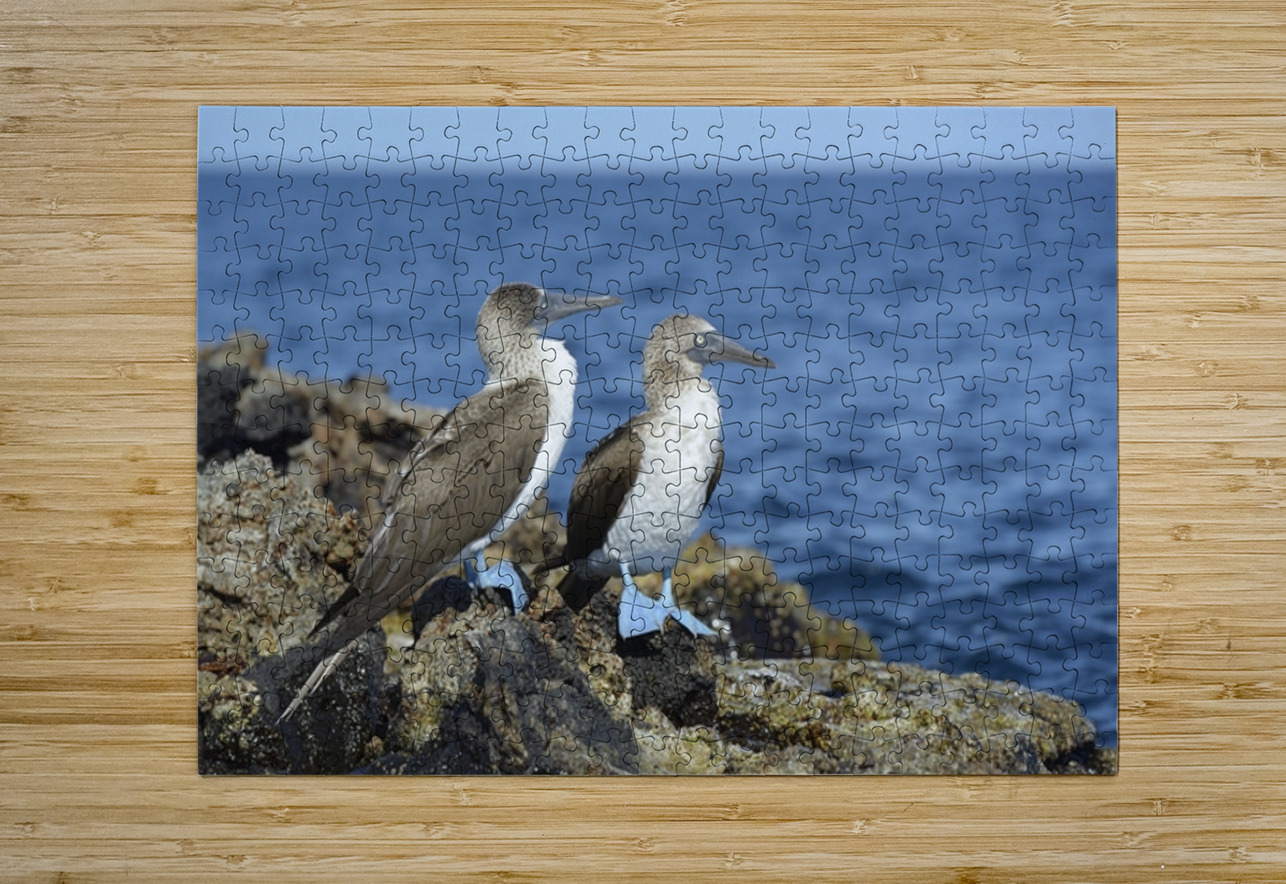 Blue footed Booby Sula nebouxii Punta Moreno Isabela Island Galapagos Islands Ecuador Kevin Oke Puzzle printing