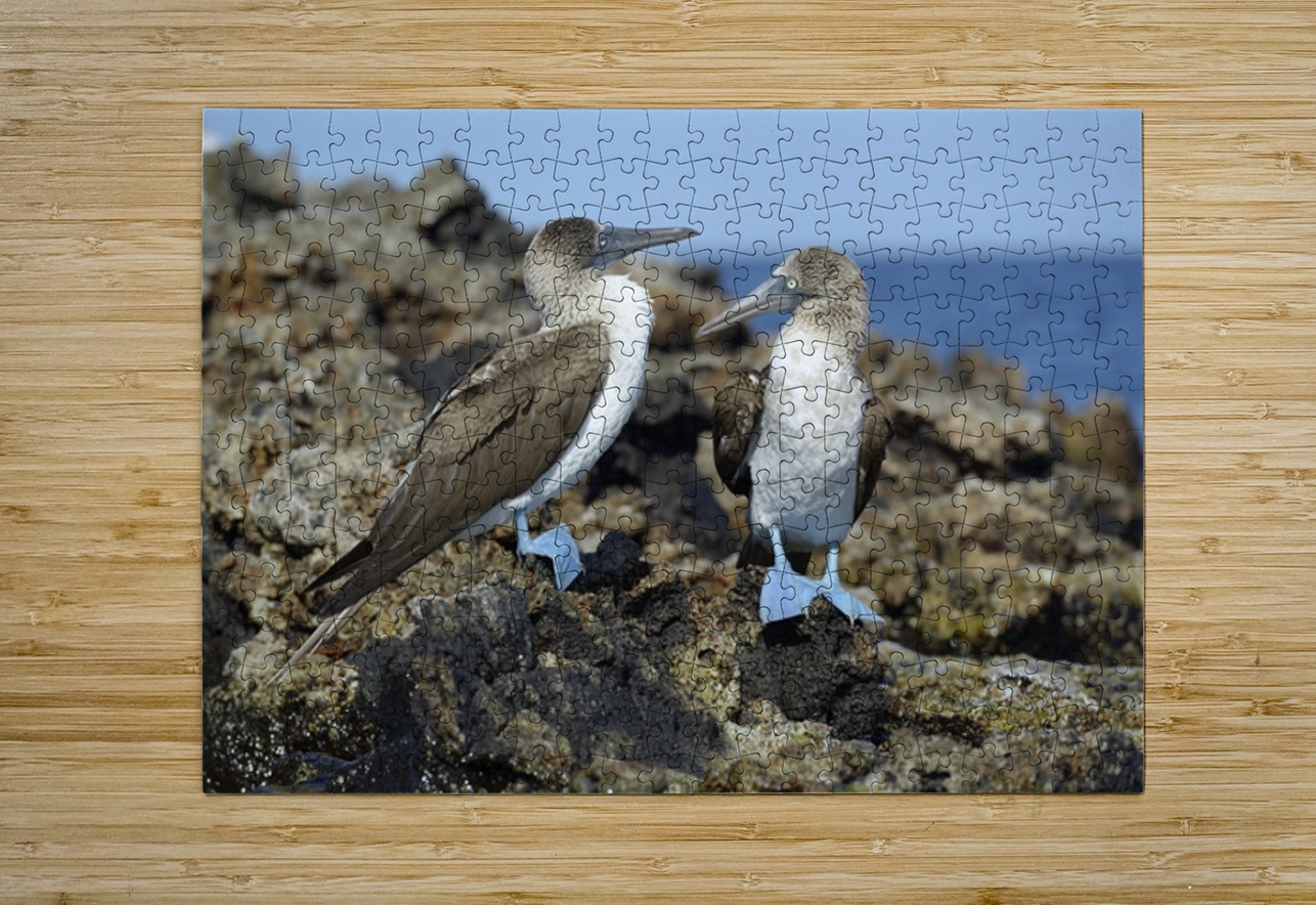 Blue footed Booby Sula nebouxii Punta Moreno Isabela Island Galapagos Islands Ecuador Kevin Oke Puzzle printing