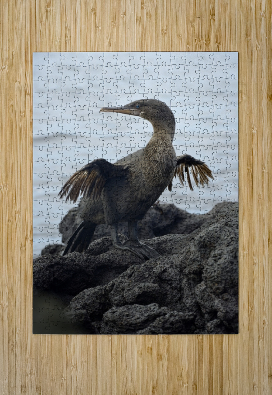 Flightless Cormorant or Galapagos Cormorant Phalacrocorax harrisi Urbina Bay Isabela Island Galapagos Islands Ecuador Kevin Oke Puzzle printing
