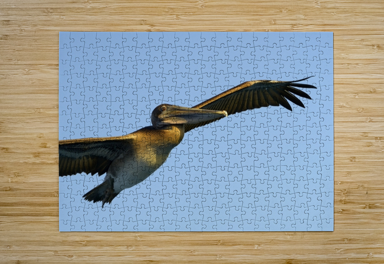 Brown Pelican Pelecanus occidentalis Elizabeth Bay Isabela Island Galapagos Islands Ecuador Kevin Oke Puzzle printing