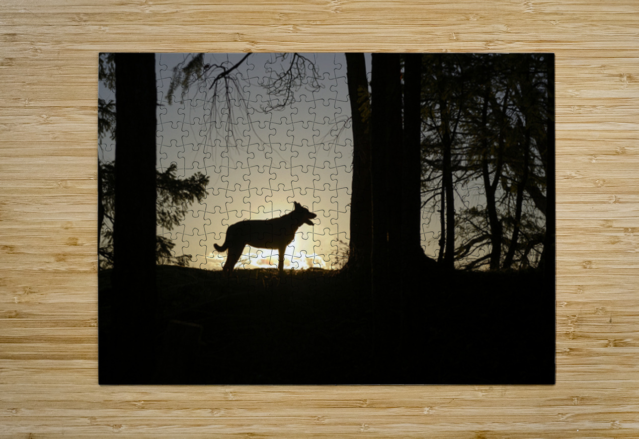 Large dog silhouetted at sunset - Wallace Island Kevin Oke Puzzle printing