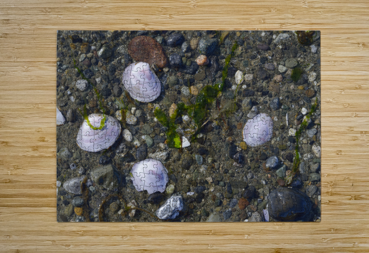 Sea shells - Spencer Spit  Kevin Oke Puzzle printing