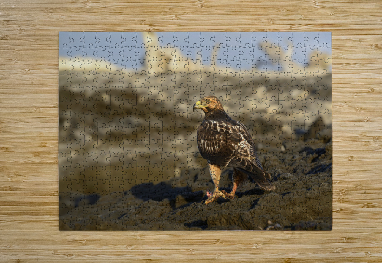 Galapagos Hawk Buteo galapagoensis perched on lava Kevin Oke Puzzle printing