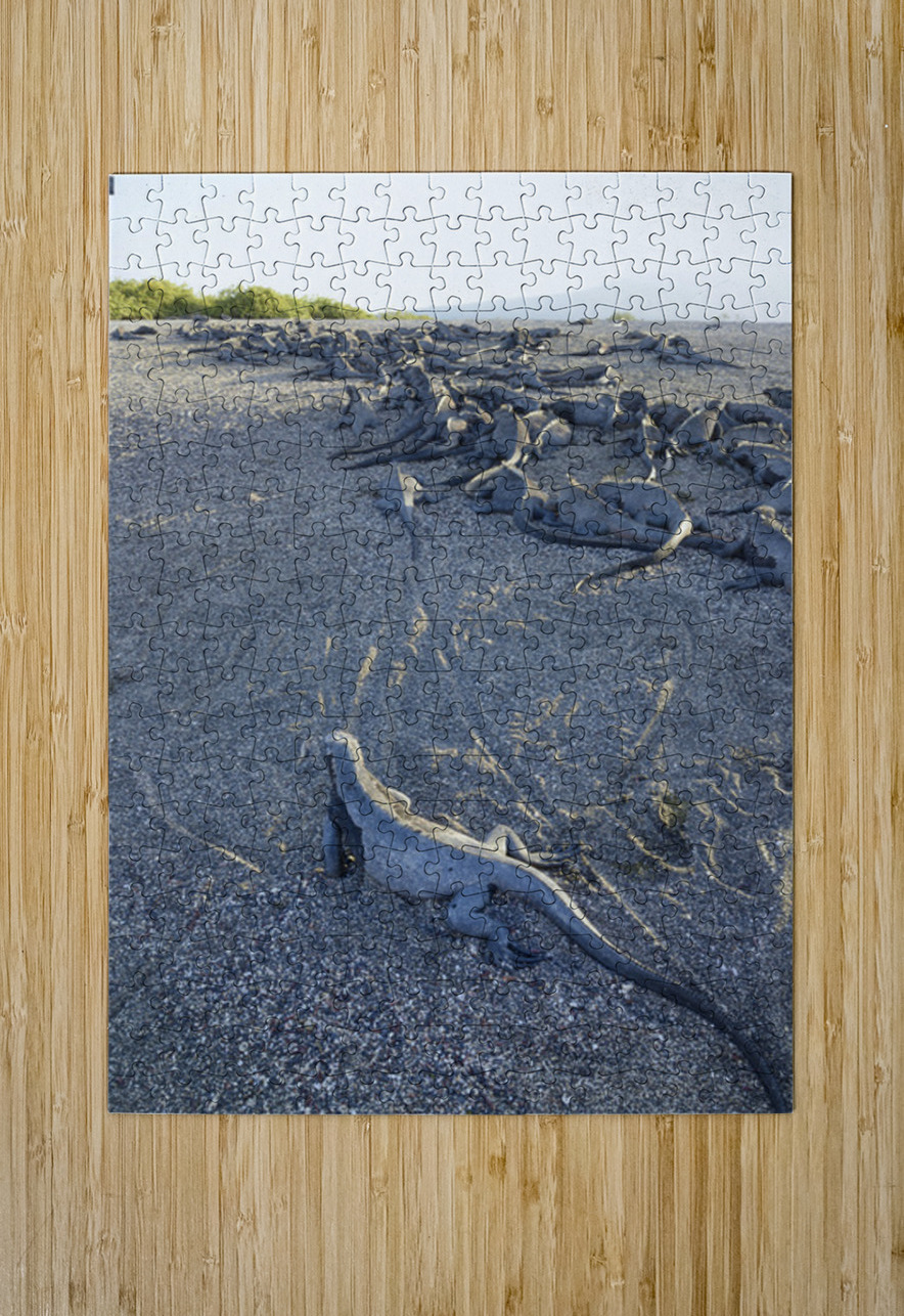 Group of Marine Iguanas on the sand. Punta Espinosa. Fernandina Island. Galapagos Islands. Ecuador Kevin Oke Puzzle printing