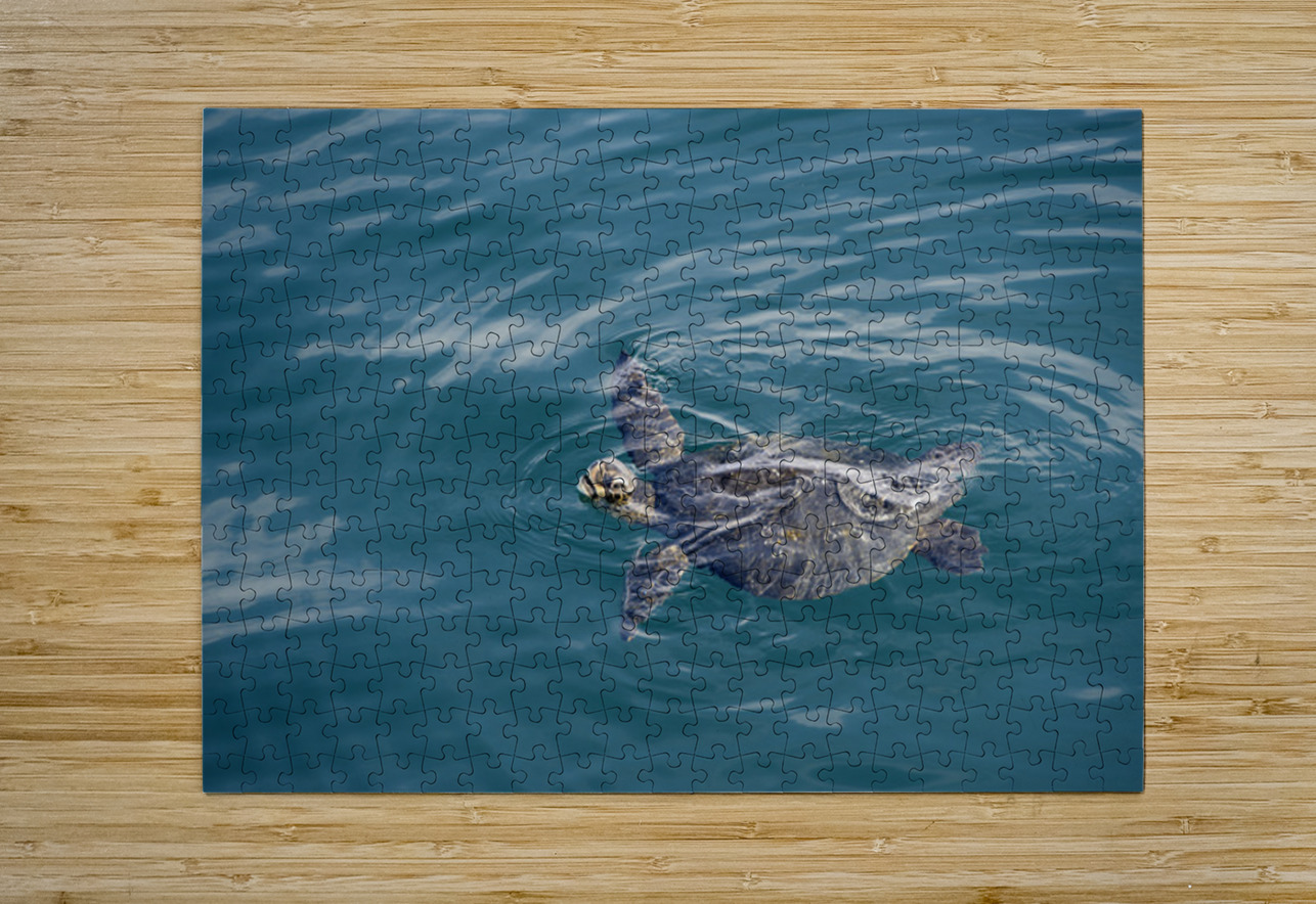 Galapagos green turtle. Isabela Island. Galapagos Islands. Ecuador Kevin Oke Puzzle printing