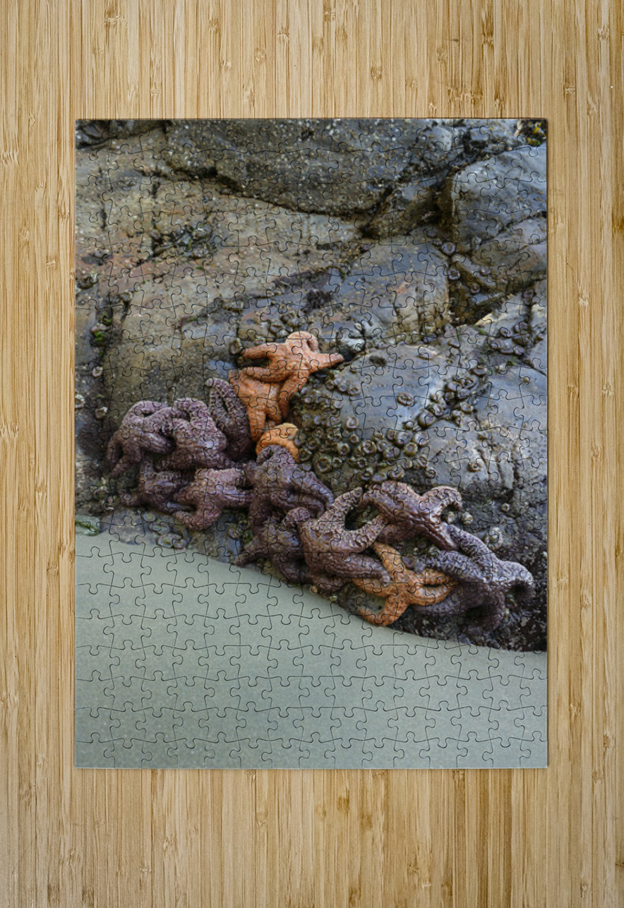 Sea stars on the rocks at Tonquin Beach Tofino Kevin Oke Puzzle printing