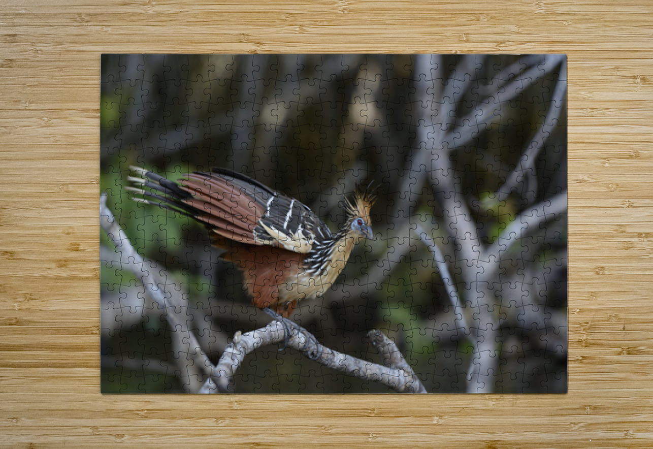 Hoatzin Opisthocomus hoazin on a branch over Lake Garzacocha La Selva Jungle Eco Lodge Amazon Basin Ecuador Kevin Oke Puzzle printing