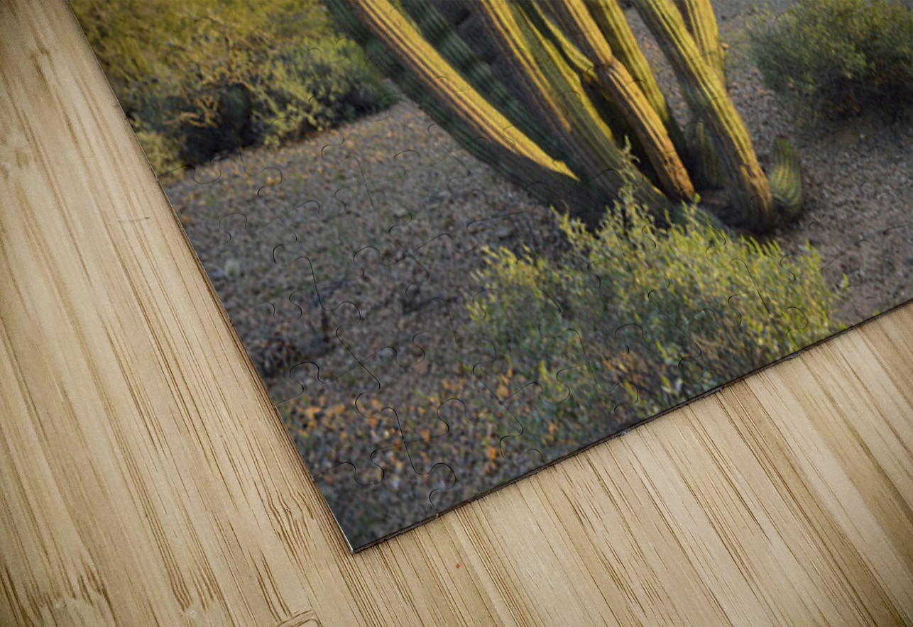 Organ Pipe Cactus Kevin Oke Puzzle