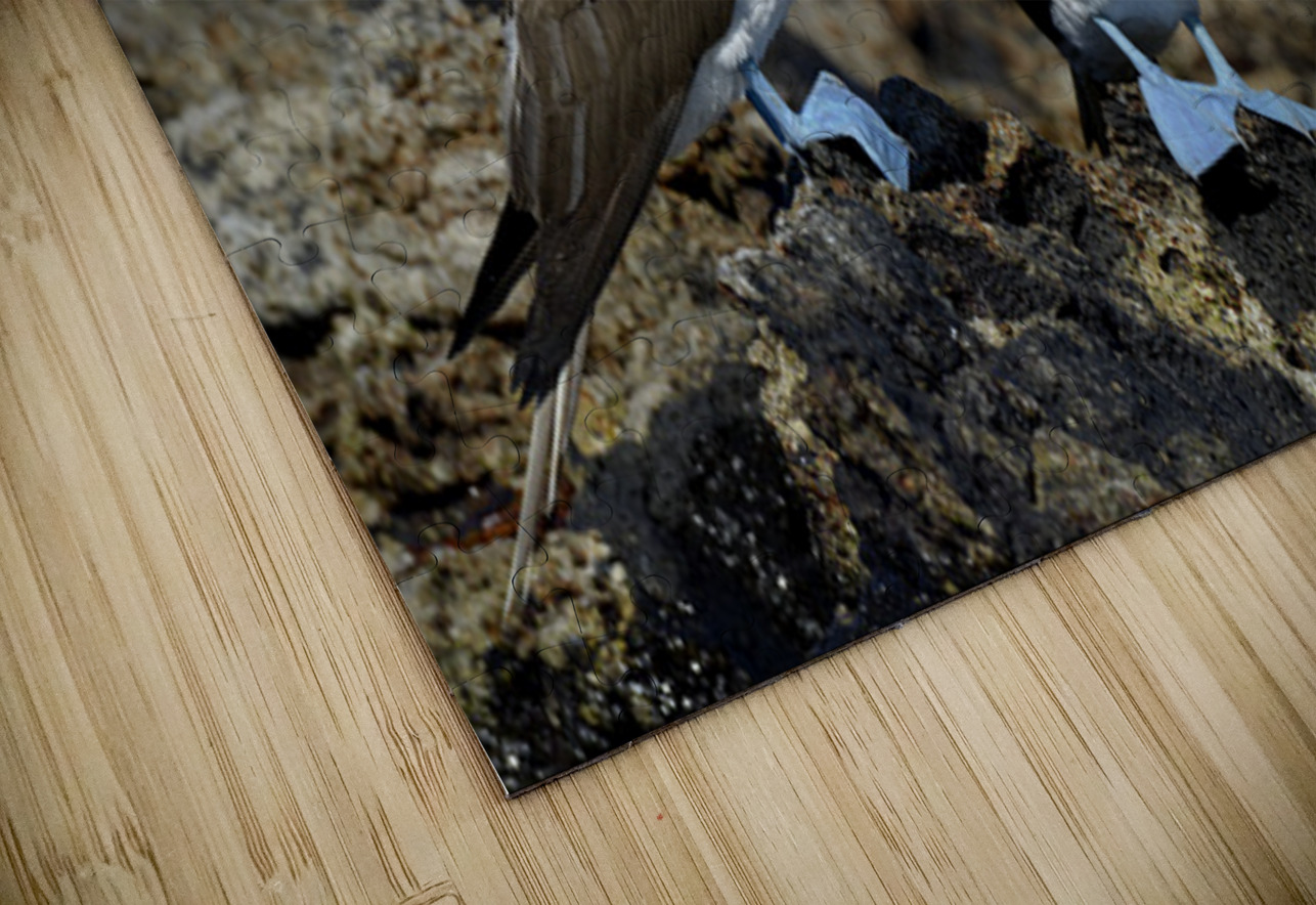 Blue-footed Booby Kevin Oke Puzzle