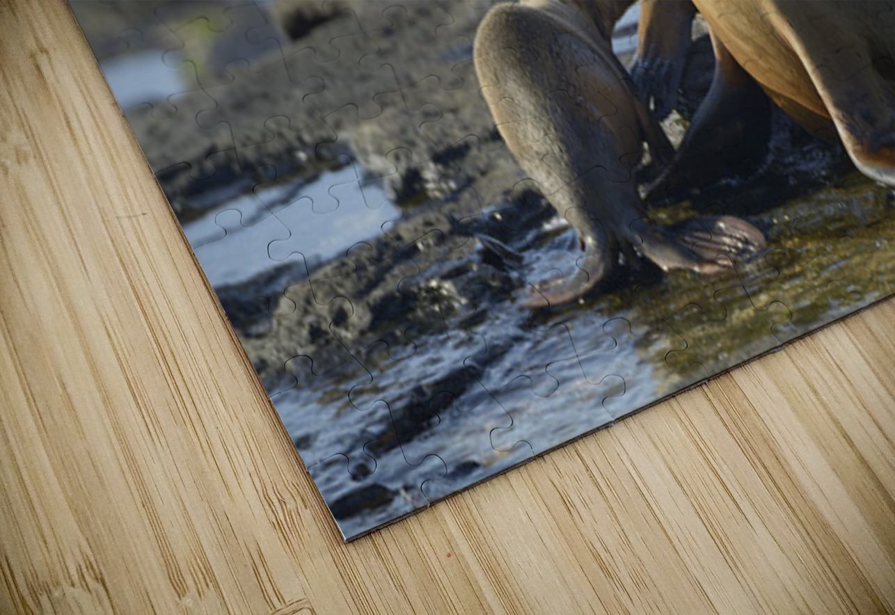 Galapagos sea lion Kevin Oke Puzzle