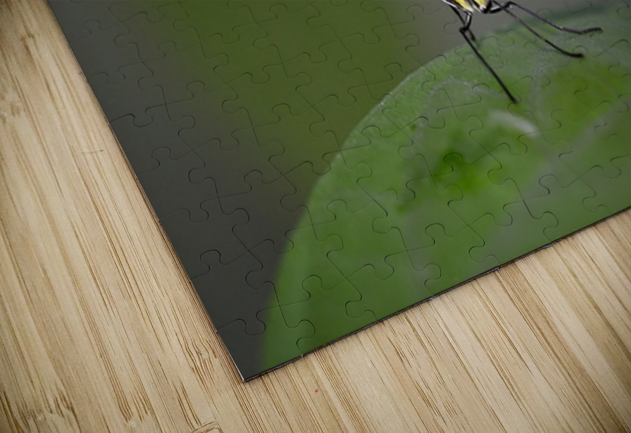 Heliconius Butterfly Kevin Oke Puzzle