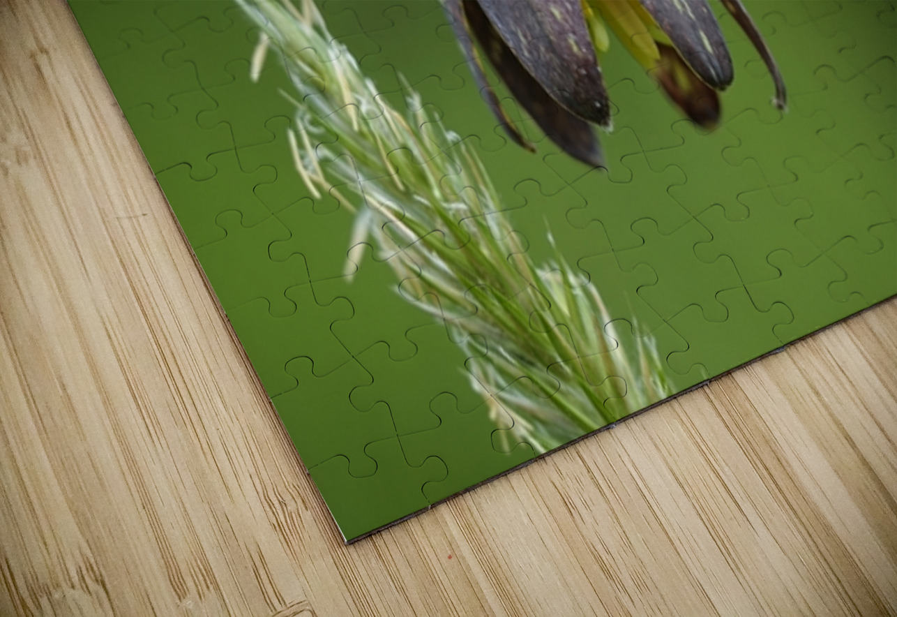 Chocolate Lily Fritillaria affinis Cowichan Valley Vancouver Island British Columbia Canada Kevin Oke Puzzle