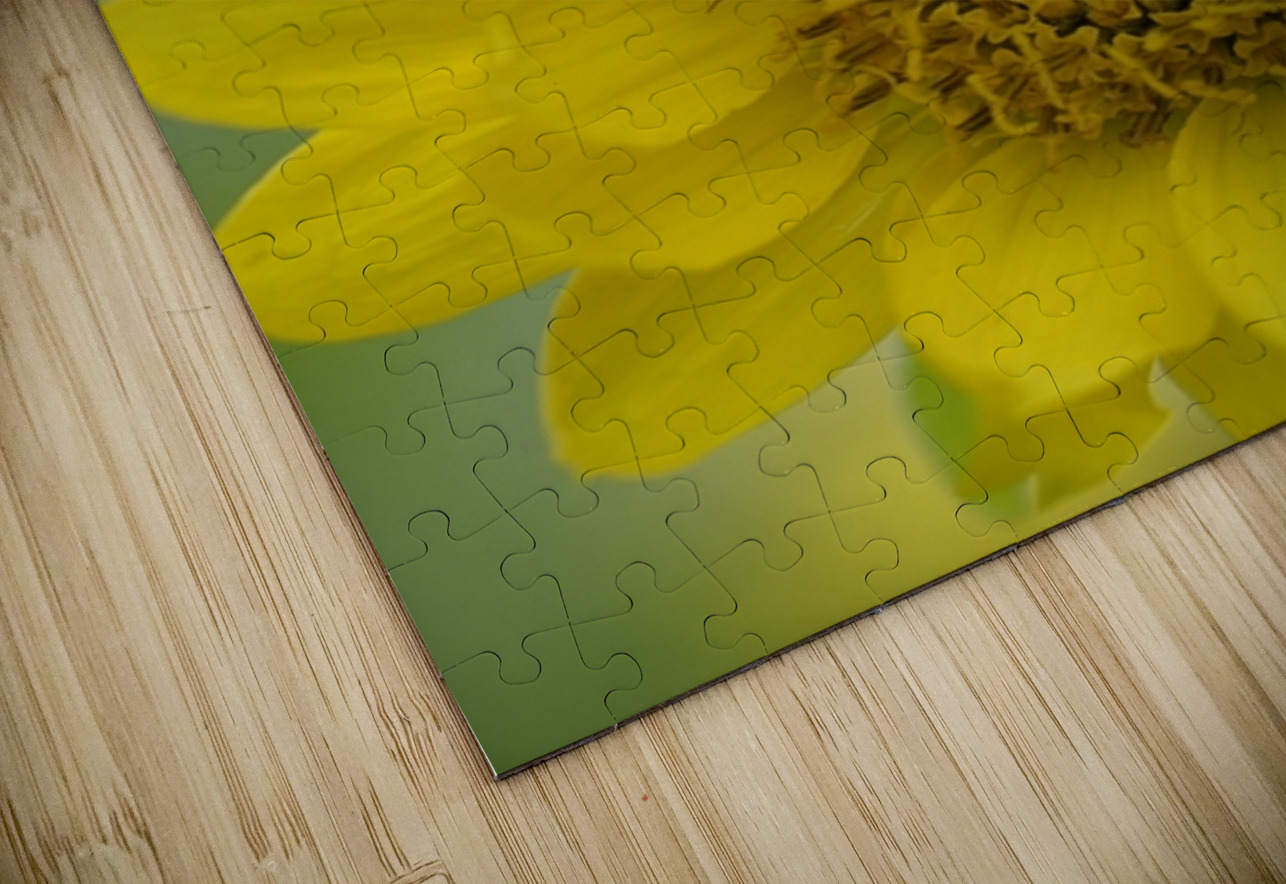 Deltoid Balsamroot Balsamorhiza deltoidea Cowichan Valley Vancouver Island British Columbia Canada Kevin Oke Puzzle