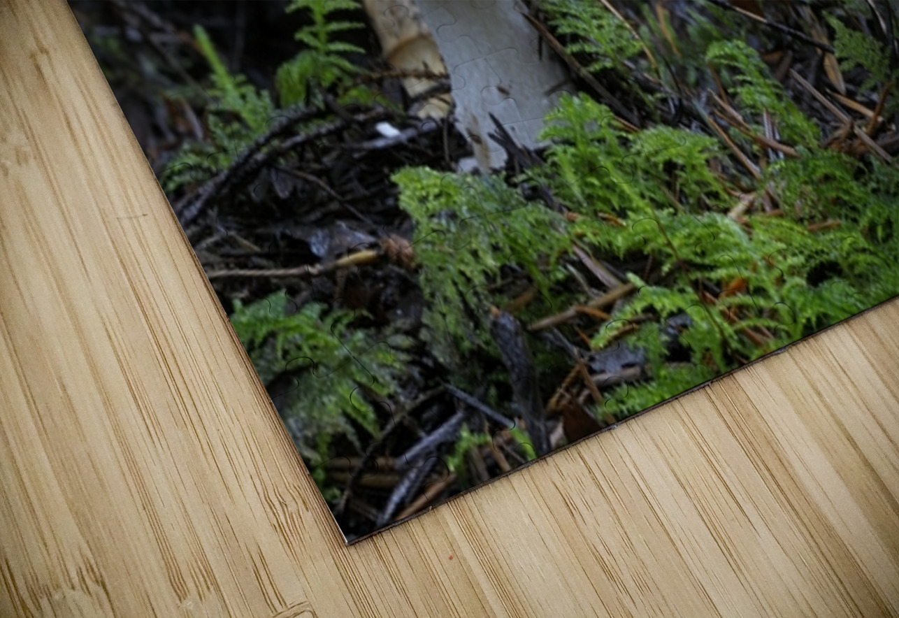 Mushroom Kevin Oke Puzzle