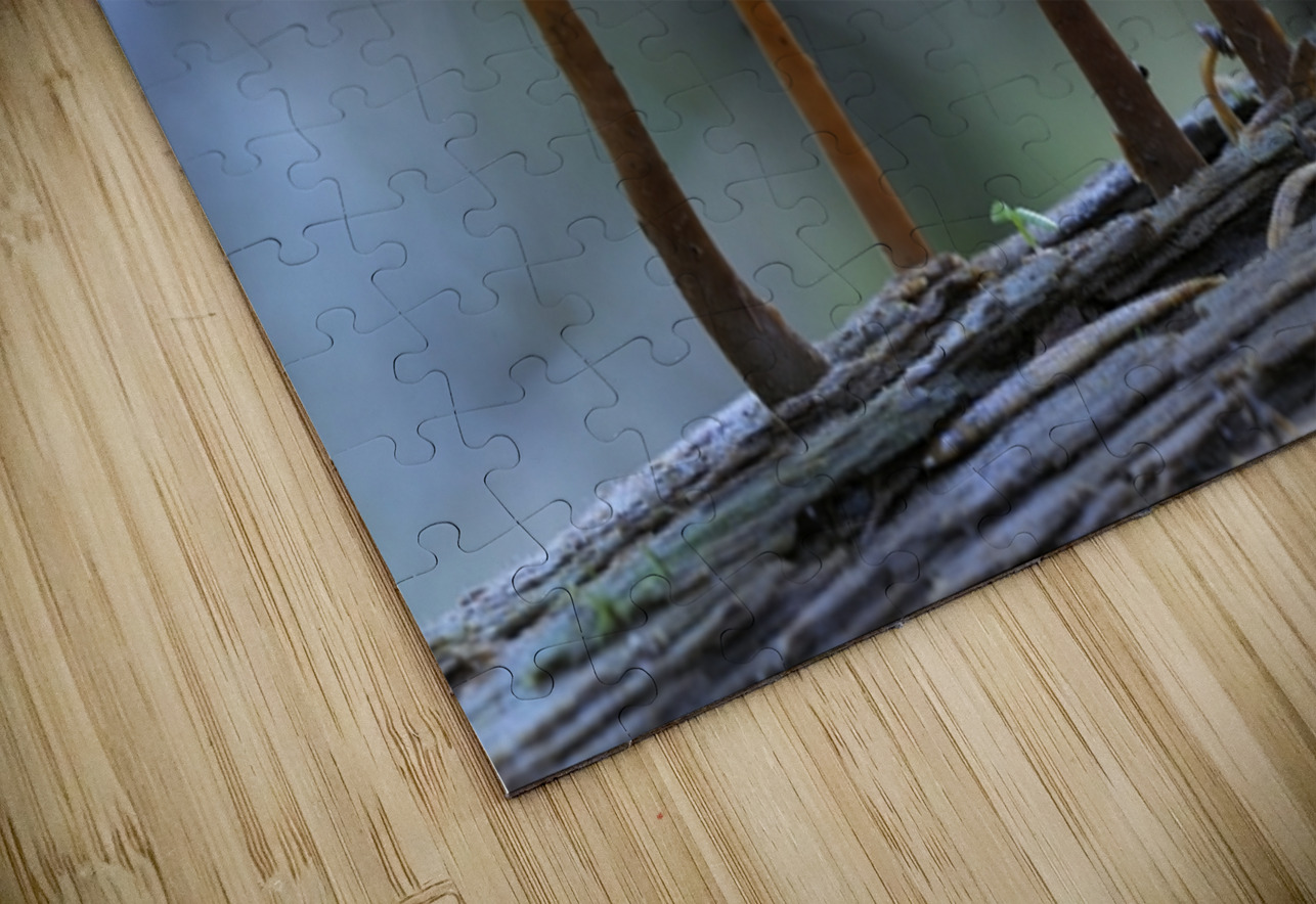 Mycena Mushroom Kevin Oke Puzzle