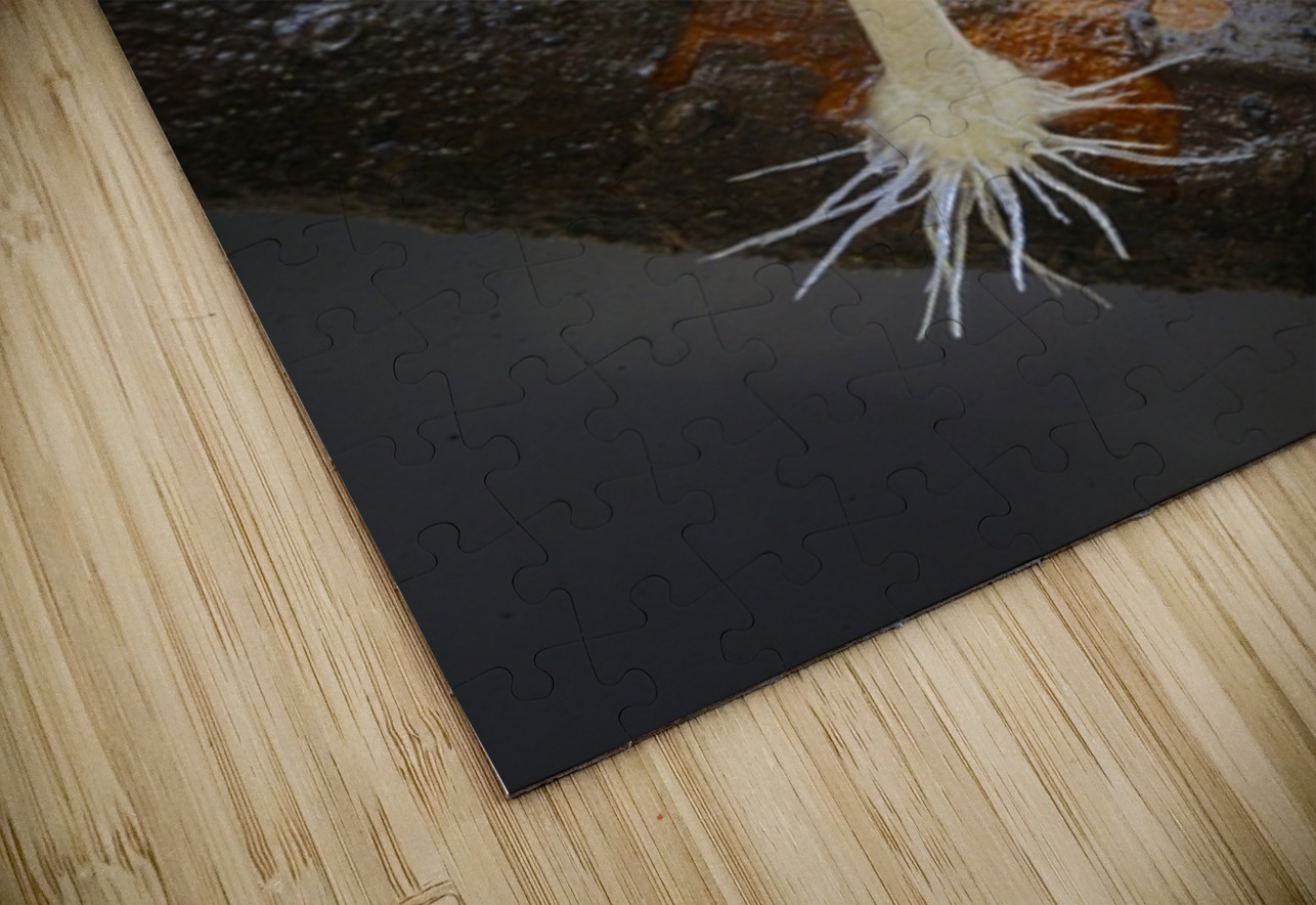 Small translucent mushroom on dead tree branch showing roots Kevin Oke Puzzle