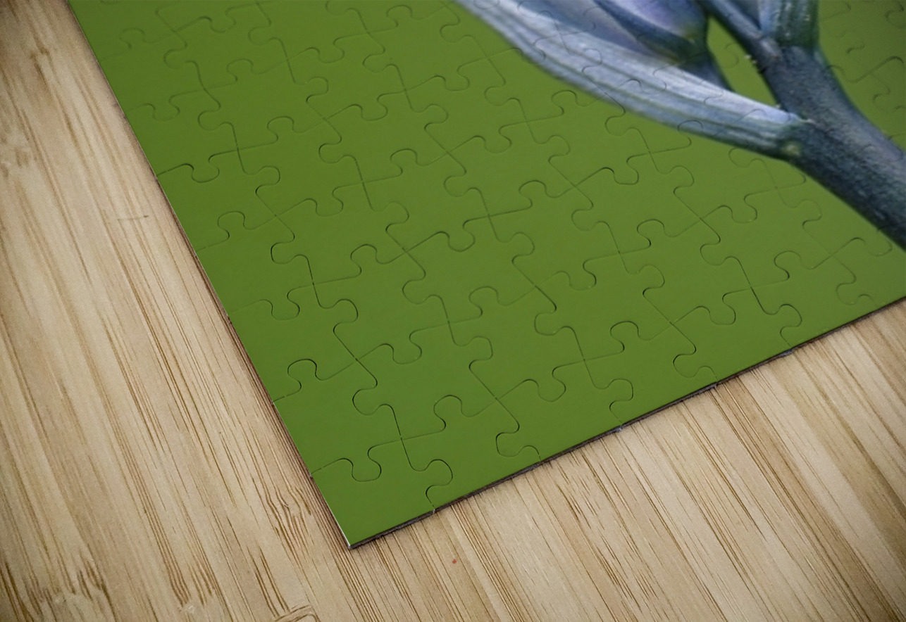 Common Camas Camassia quamash Cowichan Garry Oak Preserve Cowichan Valley Vancouver Island British Columbia. Kevin Oke Puzzle