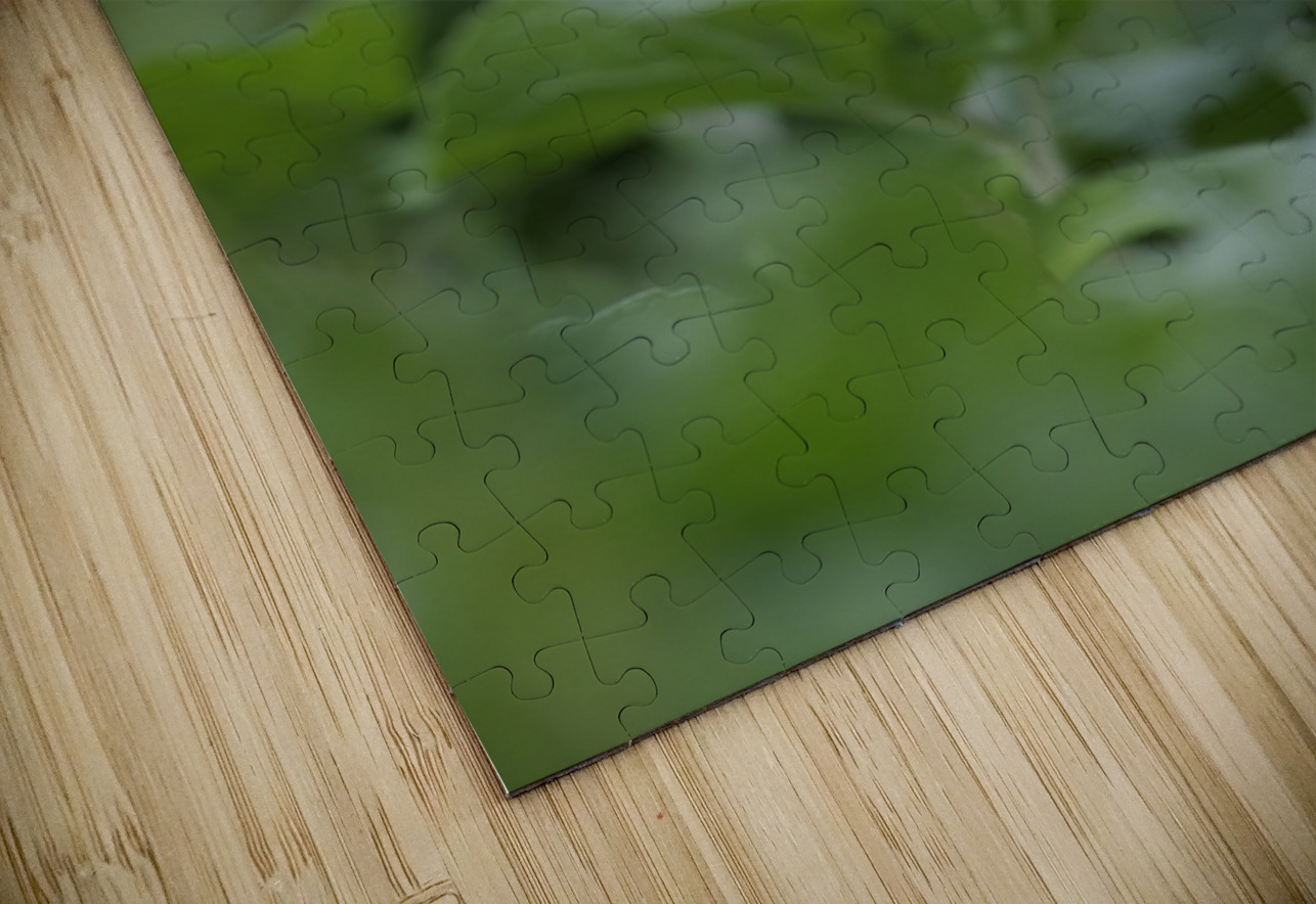 Deltoid Balsamroot Balsamorhiza deltoidea Cowichan Valley Vancouver Island British Columbia Canada Kevin Oke Puzzle