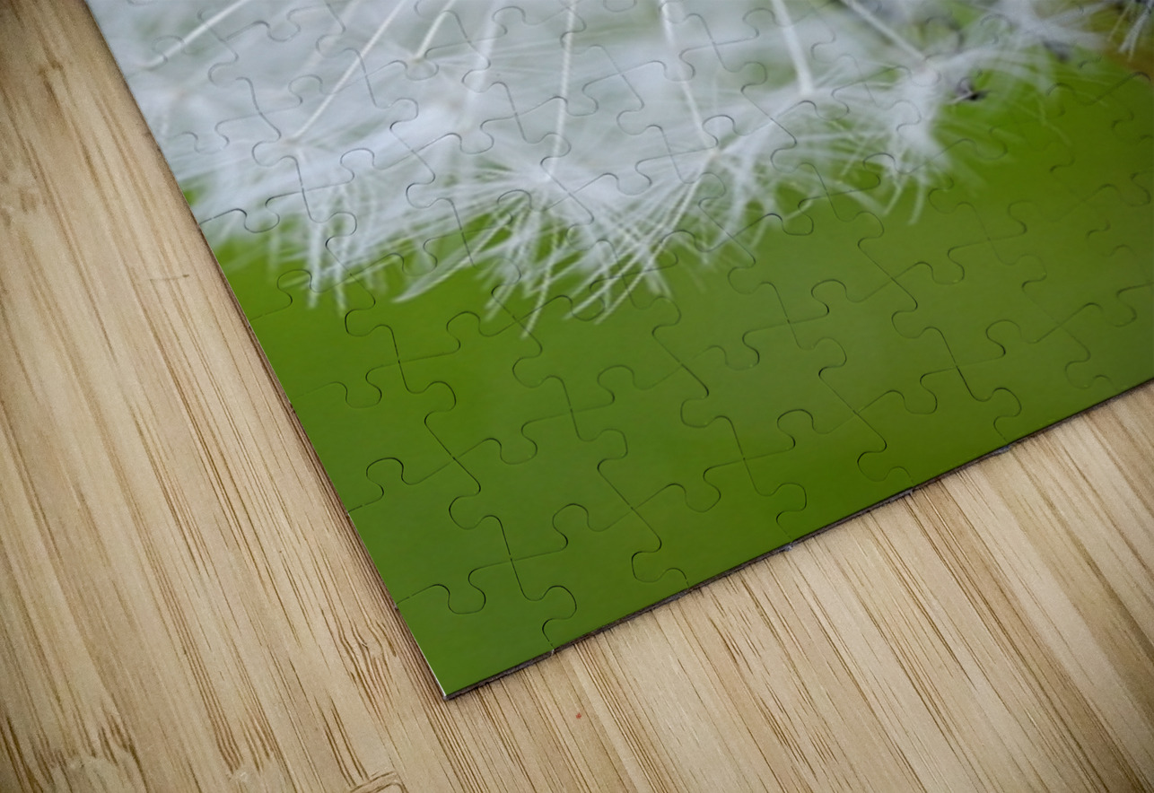 Dandelion Cowichan Valley Vancouver Island British Columbia Canada Kevin Oke Puzzle