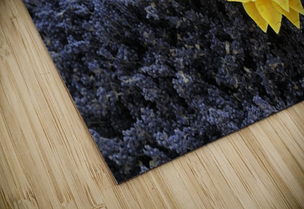 Dried sunflower in a bed of lavender flowers at Lourmarins street market Kevin Oke Puzzle