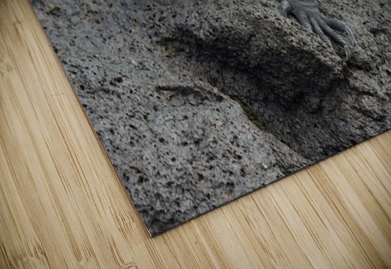 Marine Iguanas Amblyrhynchus cristatus Urbina Bay Isabela Island Galapagos Islands Ecuador Kevin Oke Puzzle